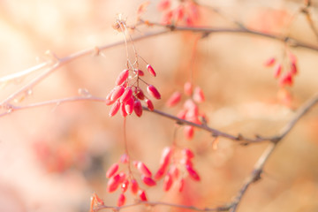 Branch of barberry bush with pink berries and beautiful sunshine