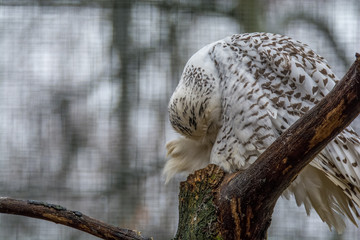 Zoo / zu Hause