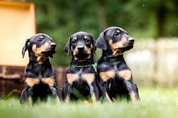 Doberman Welpen