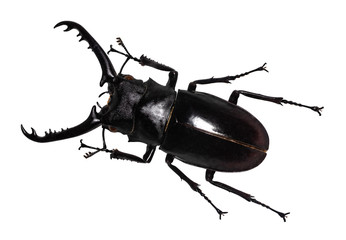 Lucanus cervus stag beetle isolated on white