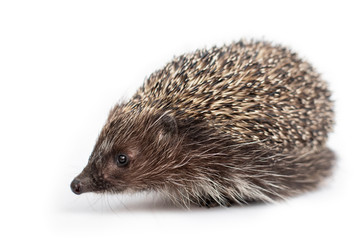 Obraz premium Funny hedgehog isolated on white