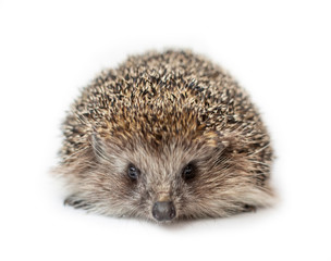 Funny hedgehog isolated on white