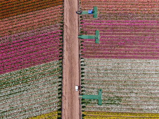 Aerial view of Carlsbad Flower Fields. tourist can enjoy hillsides of colorful Giant Ranunculus...