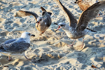 aggressive gulls on a sandy beach on the Baltic Sea coast in Poland.