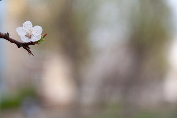  Apricot flower