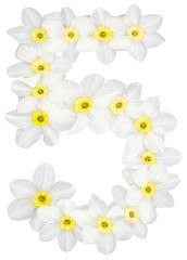 Numeral 5, five, from natural white flowers of Daffodil (narcissus), isolated on white background