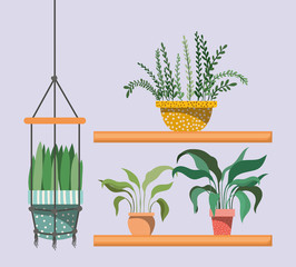 houseplants in macrame hangers and shelfs
