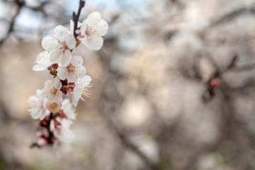  Blooming apricot