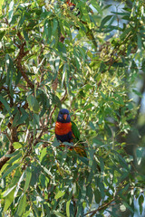Rainbow lorikeet Papageien (Trichoglossus haematodus) in Australien