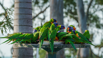 Rainbow lorikeet Papageien (Trichoglossus haematodus) in Australien