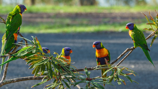 Rainbow lorikeet Papageien (Trichoglossus haematodus) in Australien