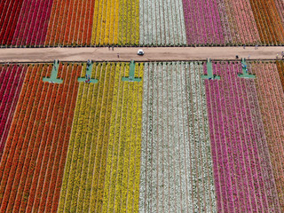 Aerial view of Carlsbad Flower Fields. tourist can enjoy hillsides of colorful Giant Ranunculus...