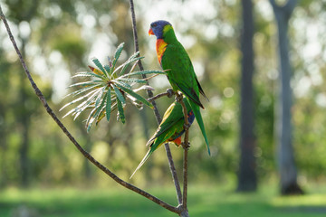 Rainbow lorikeet Papageien (Trichoglossus haematodus) in Australien