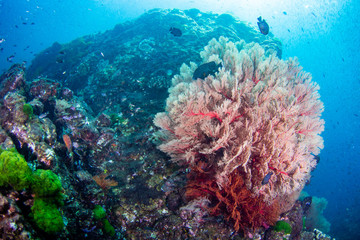 Naklejka na ściany i meble Large delicate seafans on a tropical coral reef