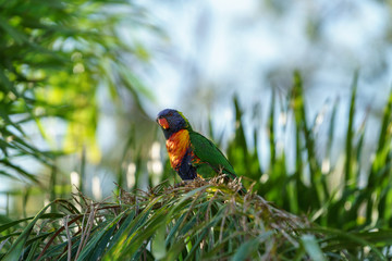 Rainbow lorikeet Papageien (Trichoglossus haematodus) in Australien