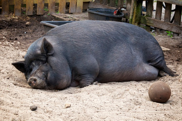 A very large potbelly pig sleeping on the ground with dirt on its face.