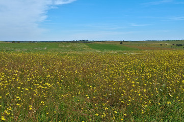 Alentejo Plain field scenery during springtime in Portugal