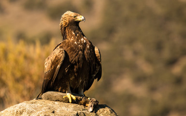 Gold eagle with dead rabbit perching on rock