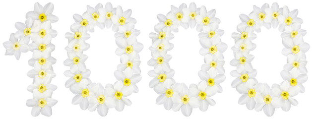 Numeral 1000, one thousand, from natural white flowers of Daffodil (narcissus), isolated on white background