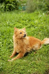 Pomeranian dog lying in the grass