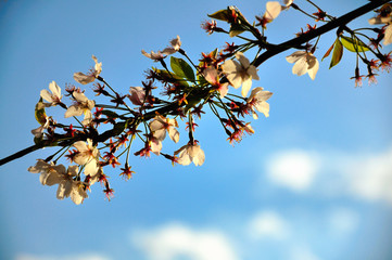 almendro 5 