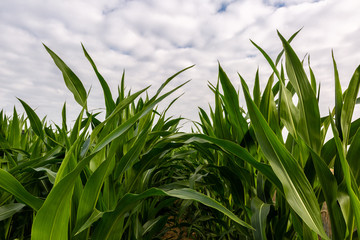 Corn leaves against the cloudy sky