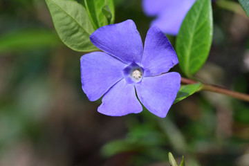 Close up of lesser periwinkle flowers (vinca minor) in bloom