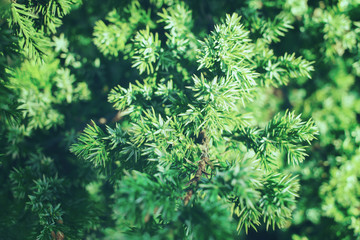 juniper branches close-up. background with juniper branches.