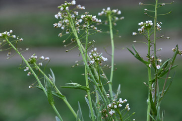 In nature, bloom Capsella bursa-pastoris