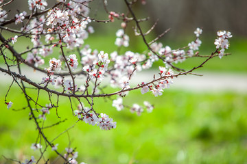 sprig of flowering apricot. apricot branch. sakura.