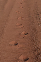 Fototapeta na wymiar Kamelspuren in rotem Wüstensand 