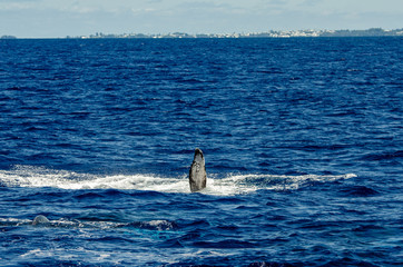 Fototapeta premium Whale wave