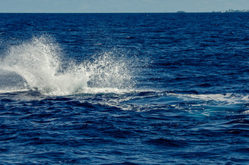 Fototapeta premium Splash Down