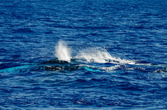 Whale beneath the surface © Trudie
