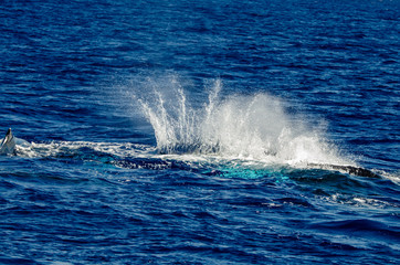 Fototapeta premium Two humpback whales