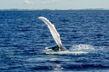 Obraz premium Water ballet of the humpback