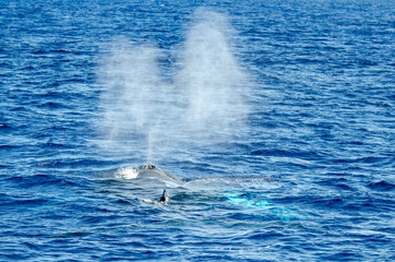 Spouting whale