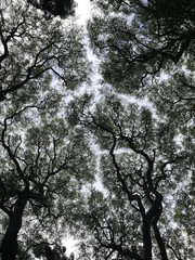 trees, bottom-up view. visible gaps in the sky between the crowns