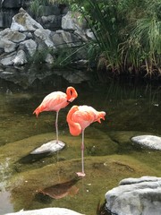 flamingo group at the zoo. pink flamingos stand in the water and hide their heads