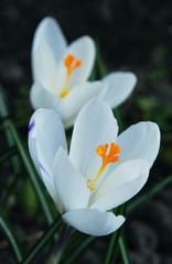 white crocus flower