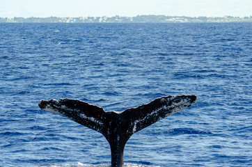 Whale 0104 Fluke