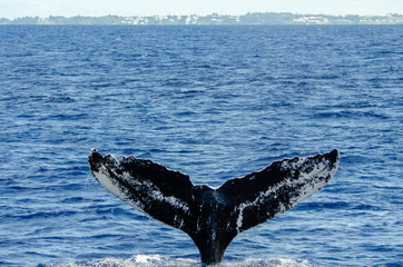 Whale fluke 0104