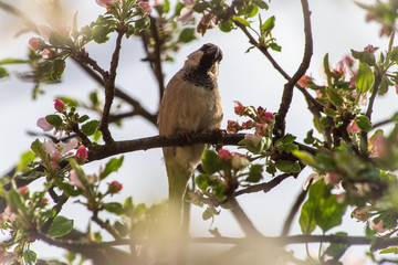 House sparrow bird or Passer domesticus on a branch of fruit tree with blossoms in spring
