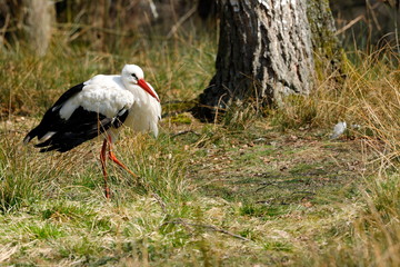 Der Weißstorch 
