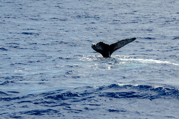 Whale fluke 2651