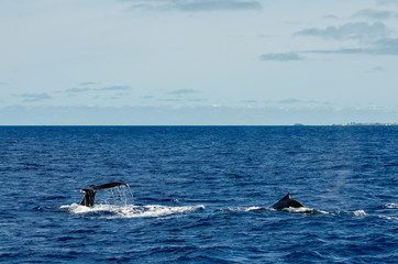 Fototapeta premium Hump and Tail