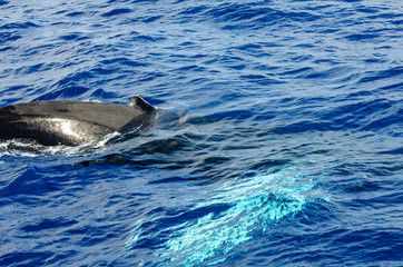 Dorsal and pectoral glow