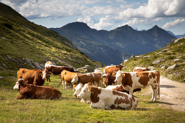Fototapeta na wymiar Cows in Alpine mountain scenery