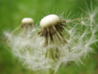 dandelion being blown away on green background
