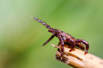 Blood sucking ticks in high grass on the season meadow
